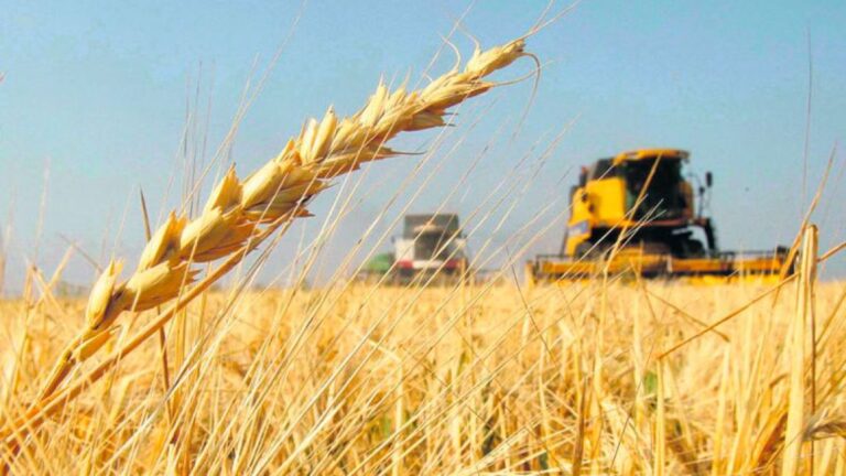 Córdoba se prepara para su récord histórico en la cosecha de trigo: producción, precios e impacto económico.