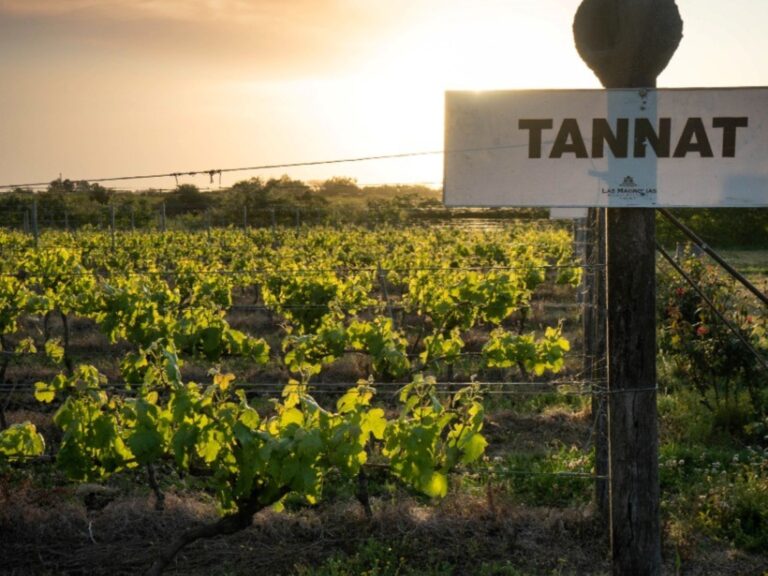 Descubre bodegas, degustaciones y estancias con vistas a los viñedos