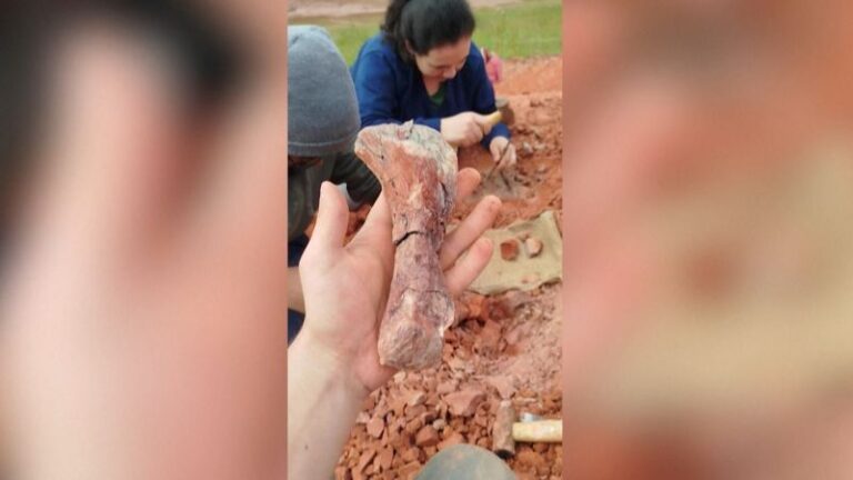 Hallan en Brasil un fósil de dinosaurio de más de 200 millones de años
