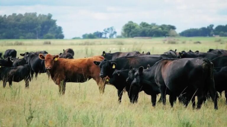 Sociedad Rural Argentina y Asociación Angus: Acuerdo Vital para el Sector Ganadero