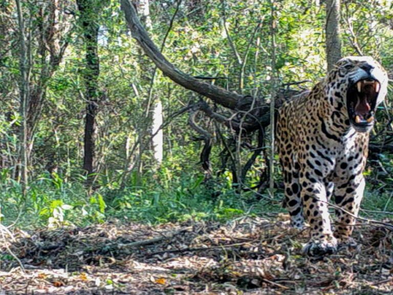 Desaparición de la yaguareté Acaí: Investigadores estiman daños ambientales en más de 2.600 millones de pesos