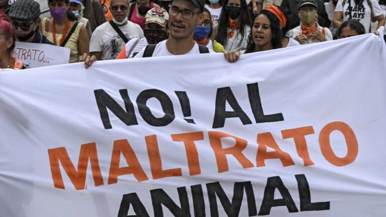Nuevo Proyecto de Ley: Claves para Combatir el Maltrato Animal en Argentina