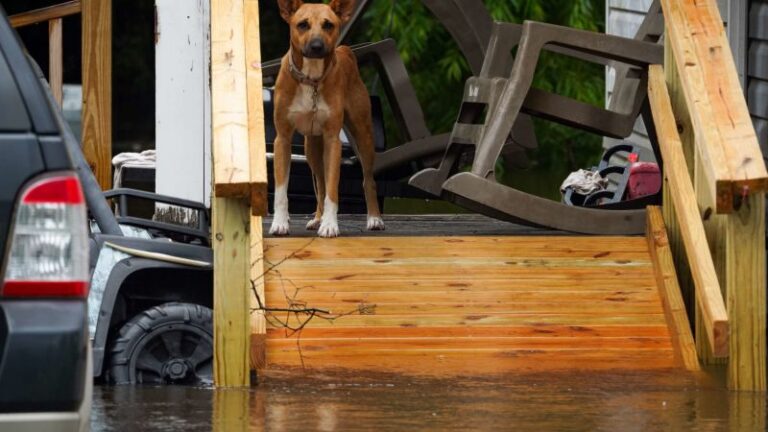 Rescatan a 19 personas y un perro de un hotel inundado en EE.UU.