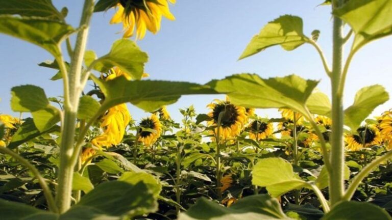 El Cultivo de Girasol en Argentina: Noveno Complejo Exportador del País