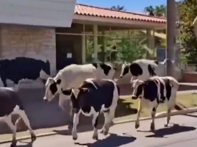 ¡Correría bovina! 23 vacas huyen por las calles de Córdoba