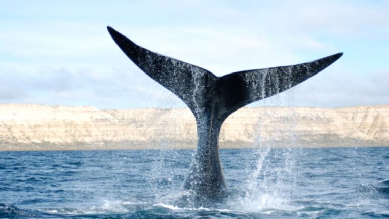 Las orcas: Maestras de la caza que enseñan a sus crías