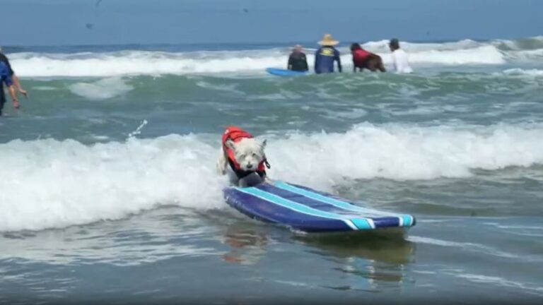 Perros Surfistas: Entrenamiento en las Playas de California