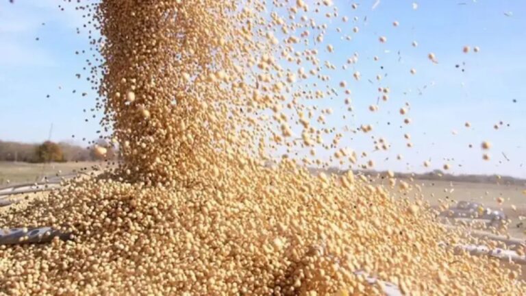 Mercado Agrícola en Crisis: La Soja como Rehén de la Política Comercial de EE. UU.