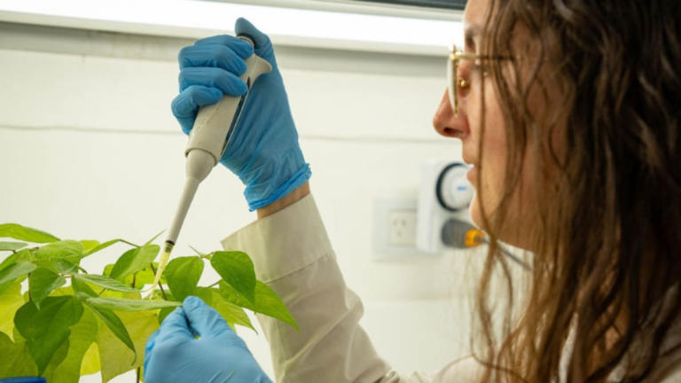 Ceres Demeter invierte 7,98 millones en vacuna vegetal de científicas cordobesas