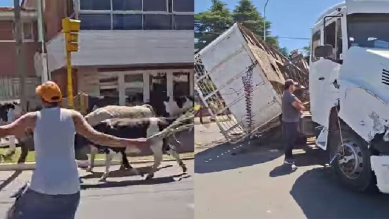 Accidente en Córdoba: Camión vuelca y 23 vacas escapan en Ruta 38