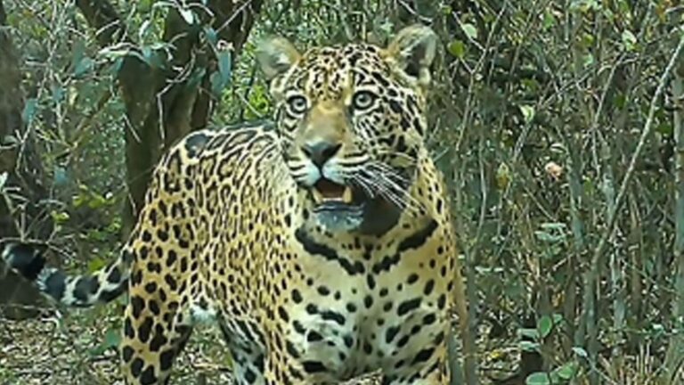 Desaparece la yaguareté Acaí en Chaco: ¡el impacto ambiental podría ser millonario!