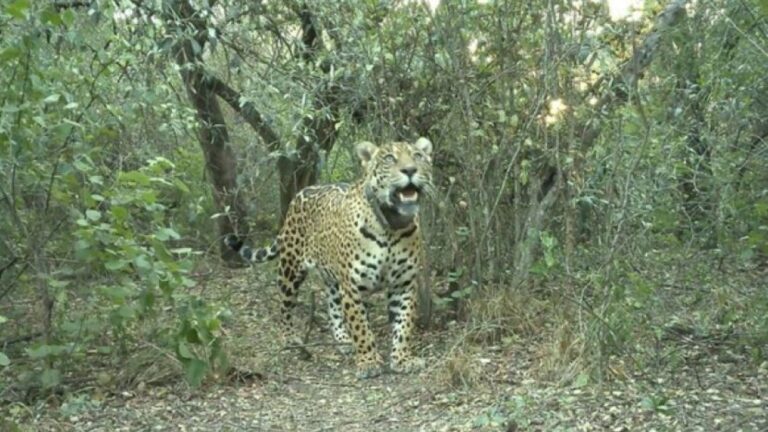 Acaí Desapareció: Investigan la Yaguareté del Impenetrable y el Impacto Ambiental Supera los $2.600 Millones