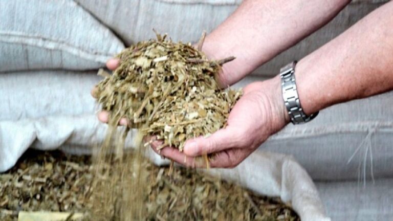 El Gobierno libera el precio de la yerba mate: adiós a las regulaciones del Instituto Nacional
