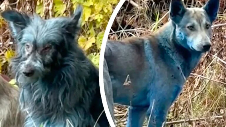 Descubre a los perros azules de Chernóbil: ¡Un fenómeno sorprendente!