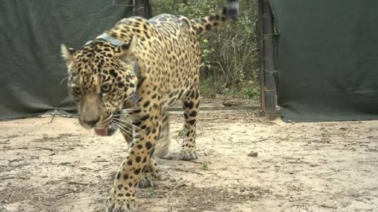 Ofrecen millonaria recompensa por pistas sobre la yaguareté Acaí