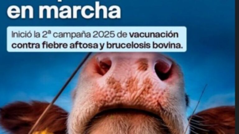 Misiones Intensifica Campaña de Vacunación Contra Fiebre Aftosa y Otras Enfermedades