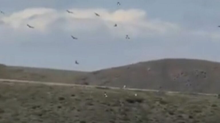 ¡Más de 90 cóndores andinos surcan el cielo de Tupungato!