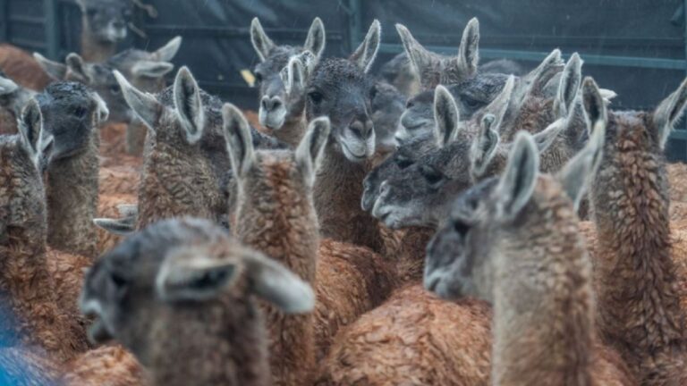 El Guanaco Regresa a Correr Libre en El Impenetrable Tras Más de un Siglo