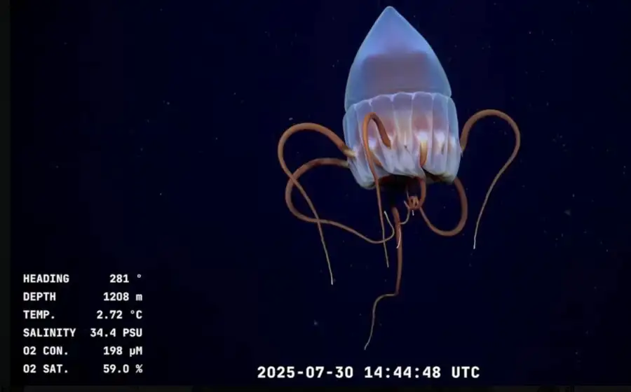 Investigaciones en las profundidades