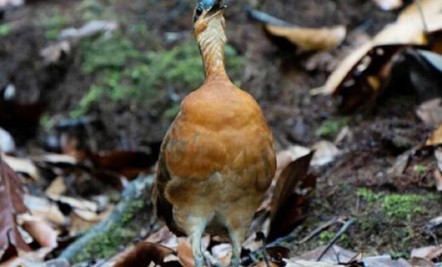 Aves en su hábitat natural