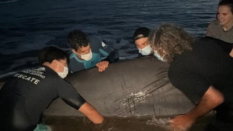Rescate Heroico: Cetáceo Varado en San Clemente