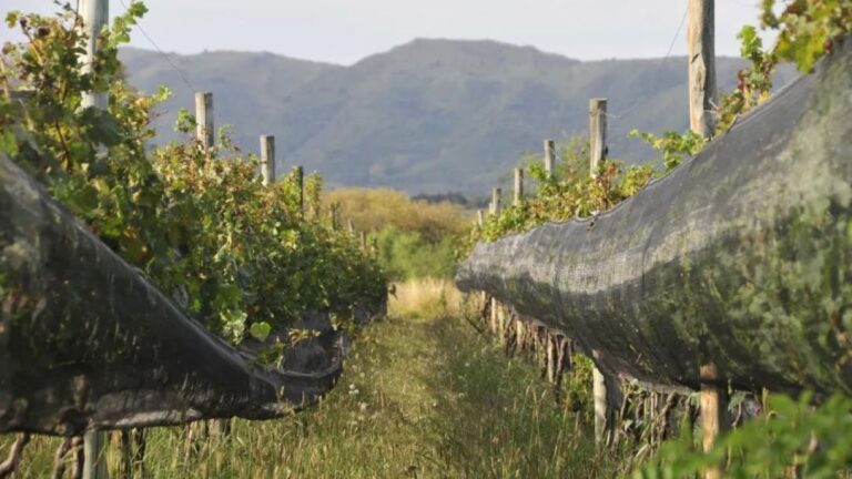 Descubre la Nueva Tecnicatura en Viticultura y Enología de la UNC