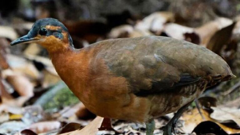 Hallan en la Amazonía una nueva especie de ave desconocida