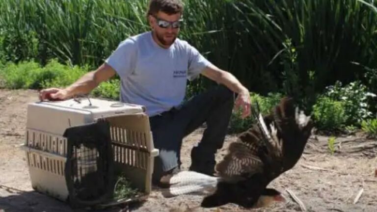 Recuperan y liberan aves rapaces en Mendoza tras rescate del tráfico ilegal