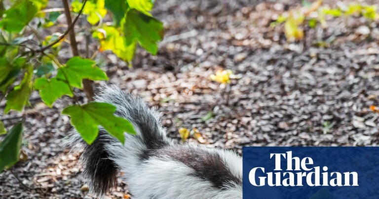 Hombre muere tras salvar a un gato de un zorrillo y transmite rabia a donante de riñón en Michigan