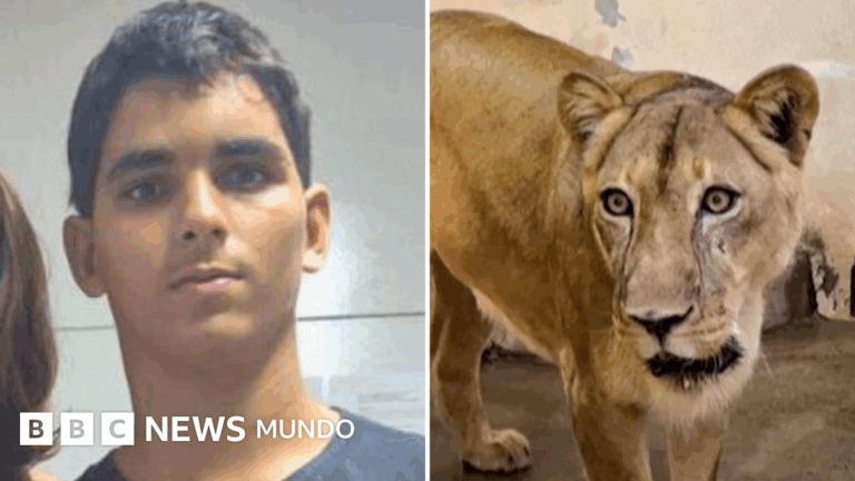 Tragedia Previsible: Joven Brasileño Muere al Entrar al Recinto de Leones en un Zoológico