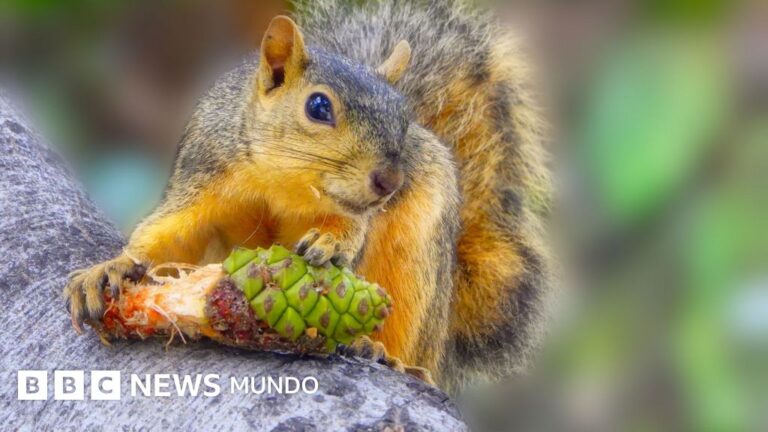 Animales Valientes: Los que Ingestionan Veneno y Desafían la Muerte