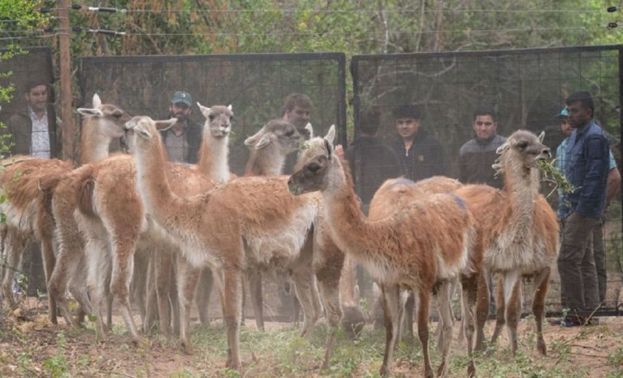 Guanaco