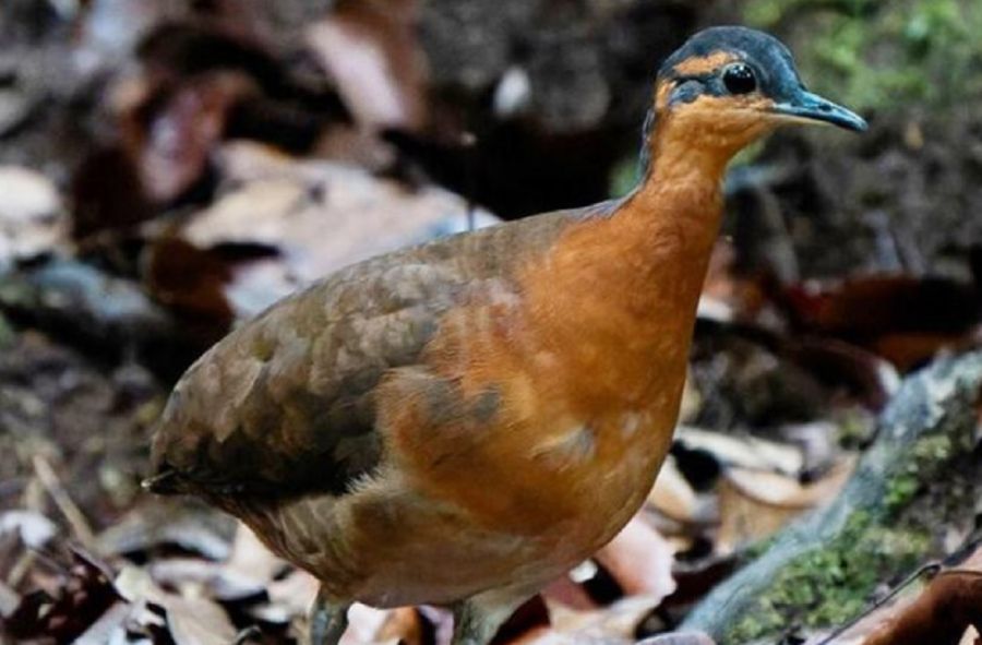 Ave descubierta en la Amazonía