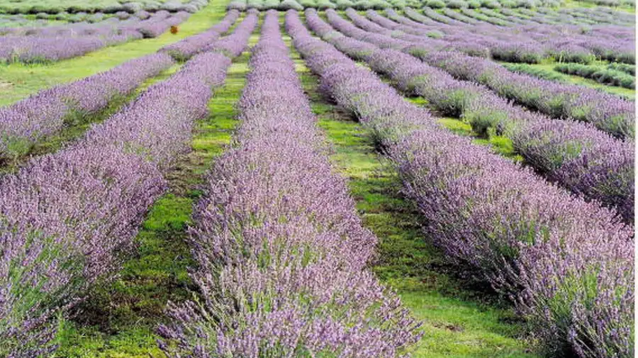 Plantación de Lavanda en La Cumbre