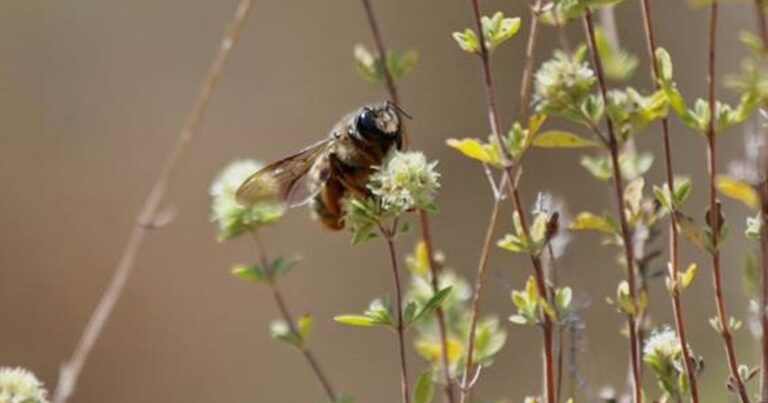 Fósiles revelan que abejas usaron huesos para sus nidos