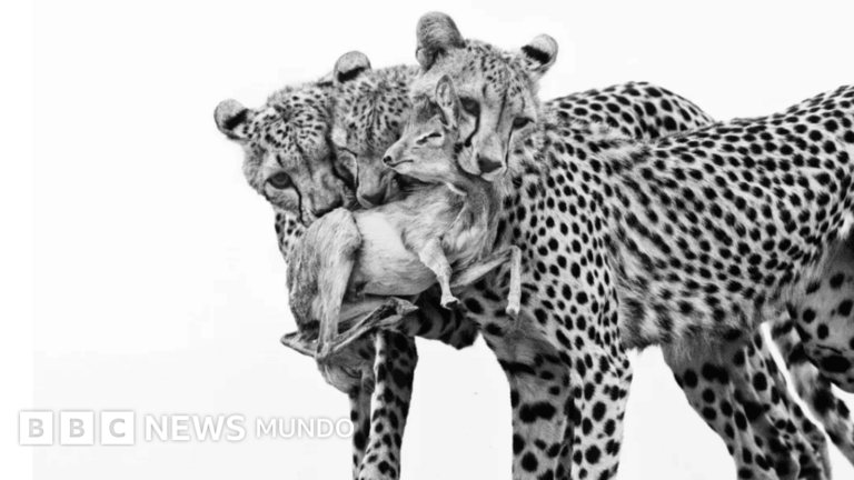 Impactantes Imágenes de los Premios Fotógrafo de la Vida Silvestre 2025