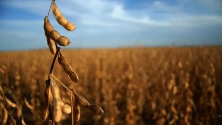 Semadeni: El productor solo recibe el 16% de las ganancias, mientras que el Estado se queda con más del 56%