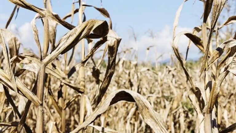 Desesperación en el campo: Las palomas arrasan cultivos sin solución a la vista