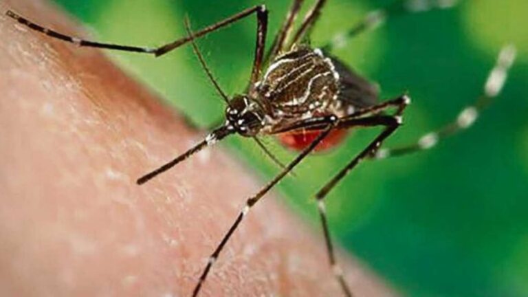 Dengue: Consejos del Ministerio de Salud para Evitar Contagios