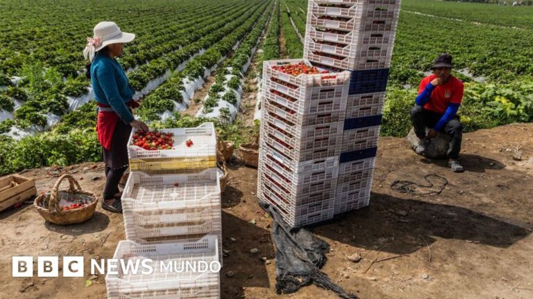 Perú: De desierto árido a potente centro agrícola