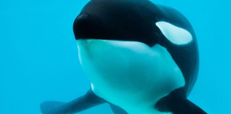 Falleció Kshamenk, la icónica orca de Mundo Marino tras 33 años en San Clemente.