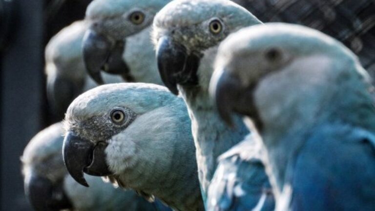 Un virus amenaza la supervivencia del guacamayo azul, estrella de la película Río