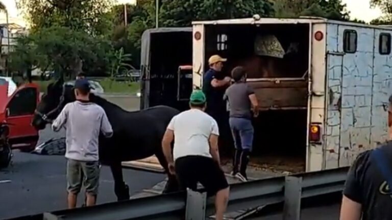 General Paz: Choque múltiple con caballos en la avenida que necesitaron ser rescatados