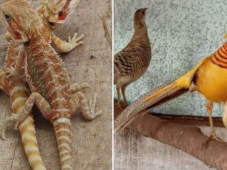 Incautan más de 200 animales exóticos y en peligro en La Matanza, vendidos por redes sociales