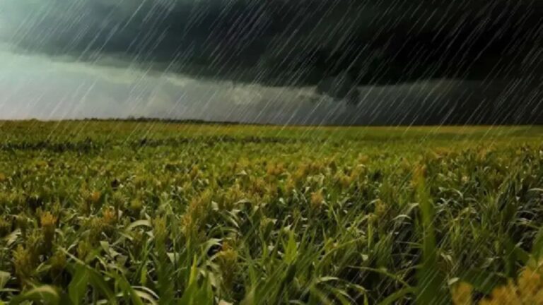 Expertos: Las lluvias impactaron los cultivos menos de lo esperado
