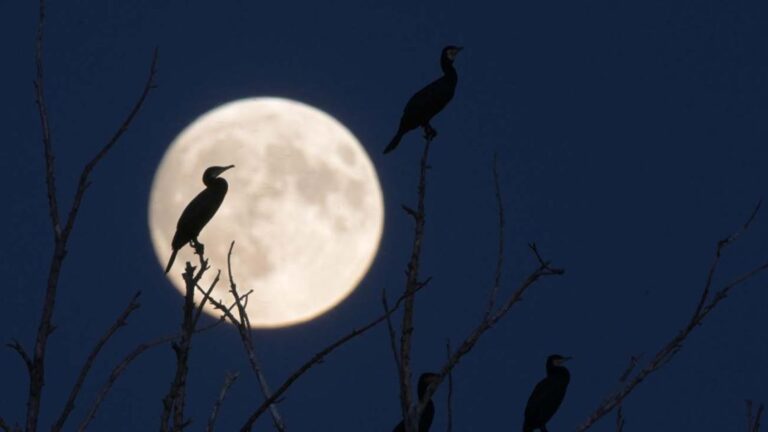 La Última Luna Llena ‘Extrema’ Hasta 2042: La Fría de Diciembre