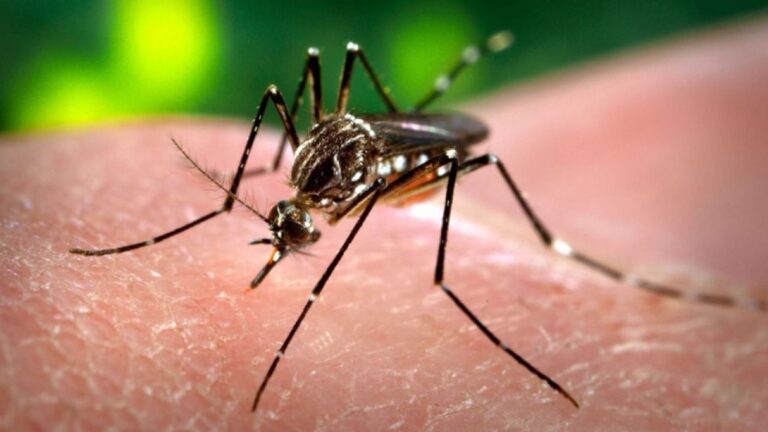Dengue en Córdoba: Tips para Eliminar Criaderos de Mosquitos