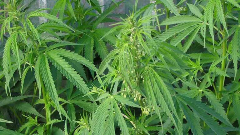 Córdoba: Operativo policial detiene a siete personas y confiscada droga