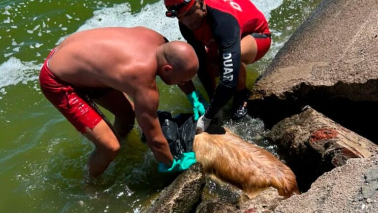 Tragedia en Mar Chiquita: Gunter muere atrapado en un desagüe por miedo a la pirotecnia