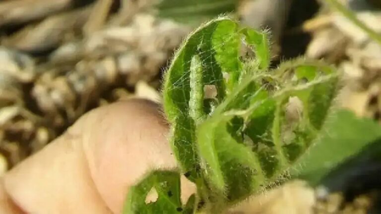 Descontrol de Palomas: Cultivos Amenazados por un Problema Creciente
